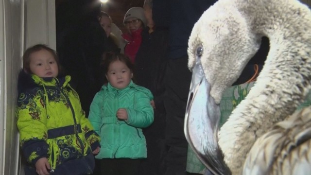 Неочаквано: Фламинго се озова в мразовития Сибир СНИМКИ