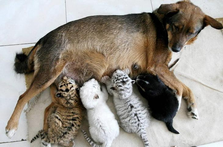 Трогателно: Тези кучета се грижат като майки за малки котета СНИМКИ
