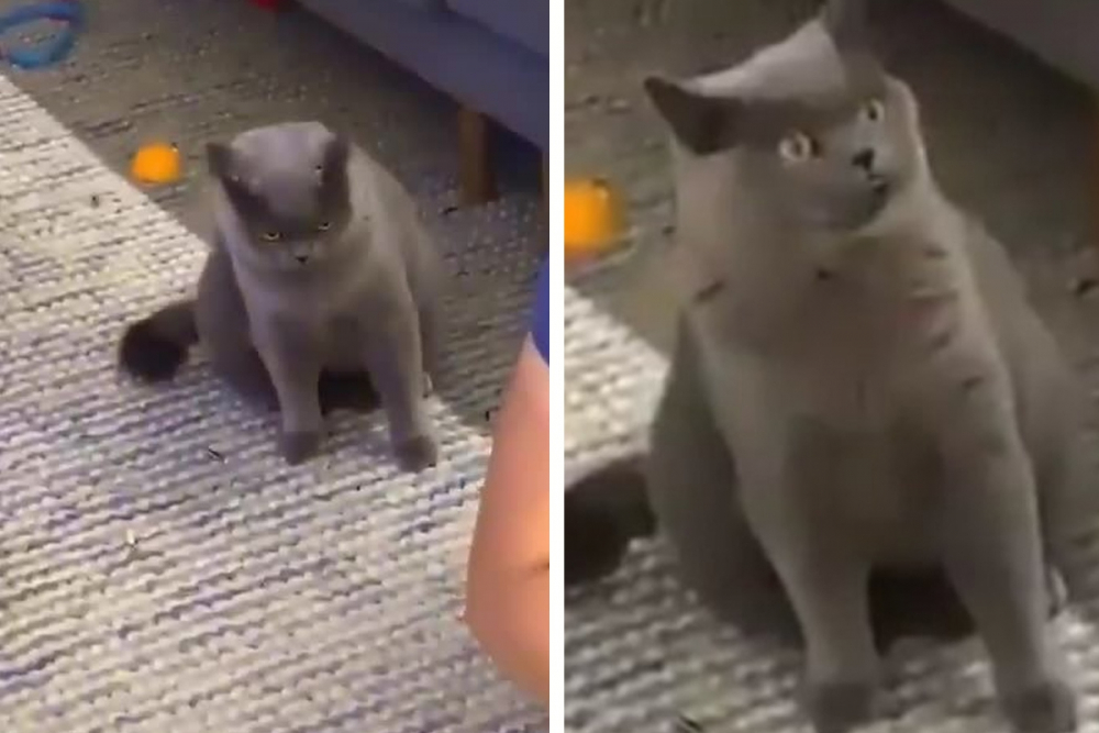 Реакцията на ревнива котка накара мрежата да се смее ВИДЕО