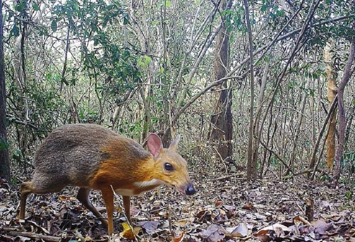 Уникална находка: Откриха живо праисторическо животно в гора СНИМКИ