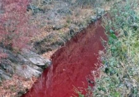 Заради масово клане потече кървава река в Южна Корея СНИМКА