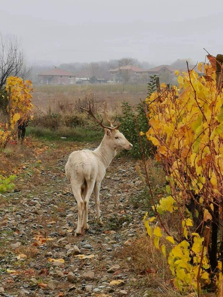 Бял елен се появи в Карловско, не е за вярване какво вещае СНИМКИ