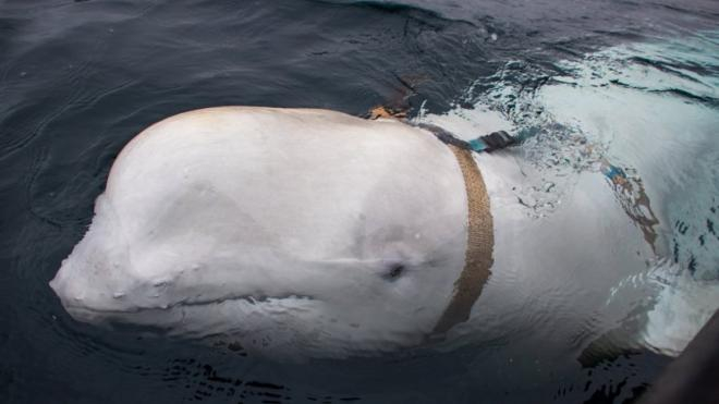 Independent: Шпионин или реабилитолог — на Запад гадаят що за кит играе на топка в открито море