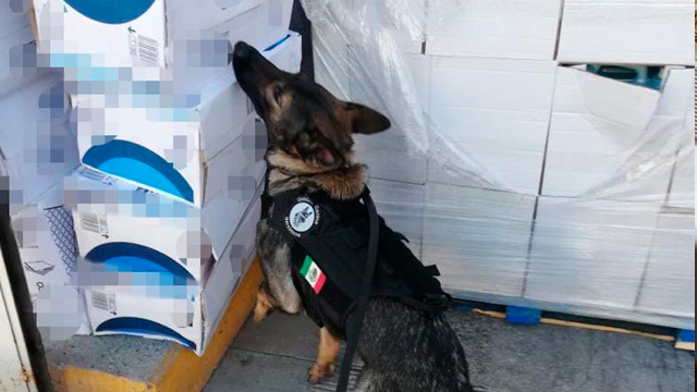 Вижте как кучето агент Лили откри 100 кг кокаин на летище ВИДЕО