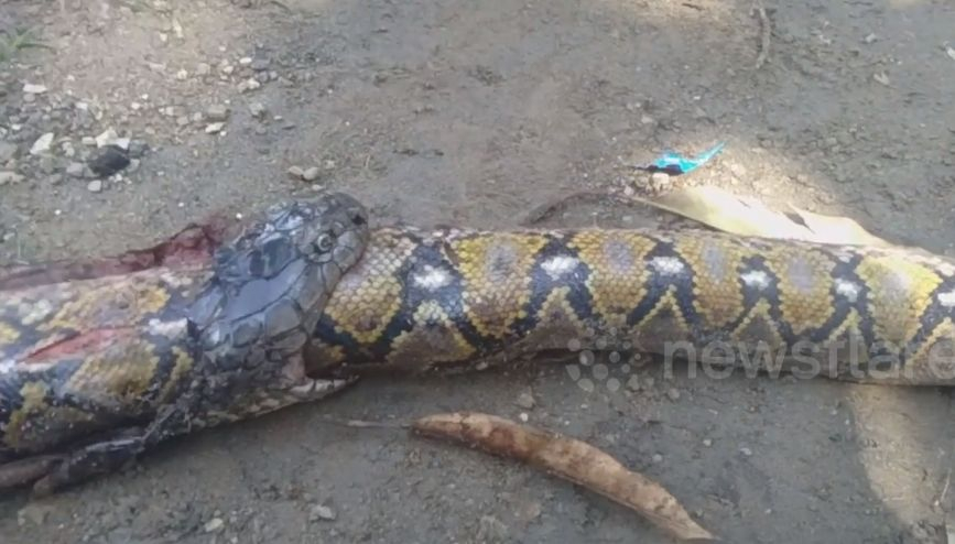 Мъже убиха огромна кобра, разпориха корема ѝ и онемяха от видяното ВИДЕО 
