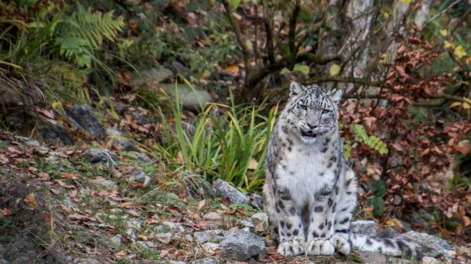 Рядко срещаната порода: Вижте застрашения вид снежен леопард ВИДЕО