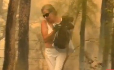 Смела жена се втурна в горяща гора, за да спаси ранена коала ВИДЕО