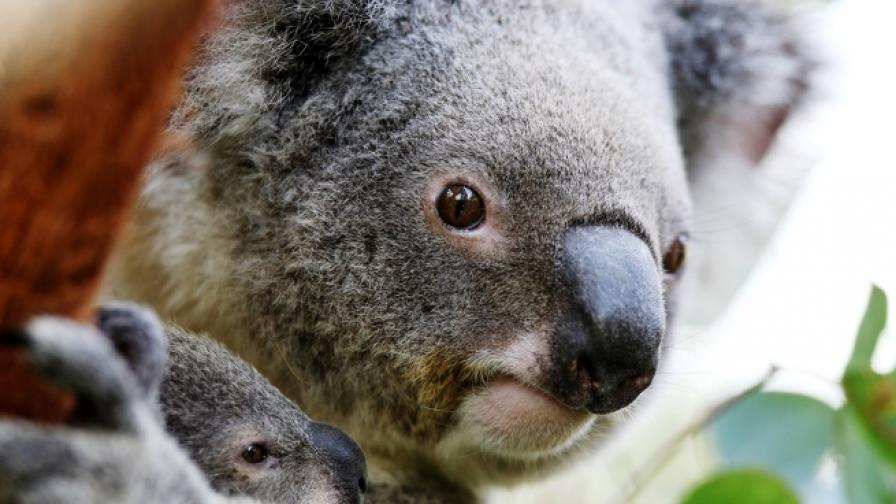 Бебе коала разплака целия свят, гушкайки болната си майка 