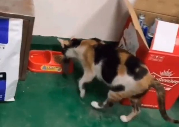 ВИДЕО на котка, която храни мишка от купичката си, стана хит