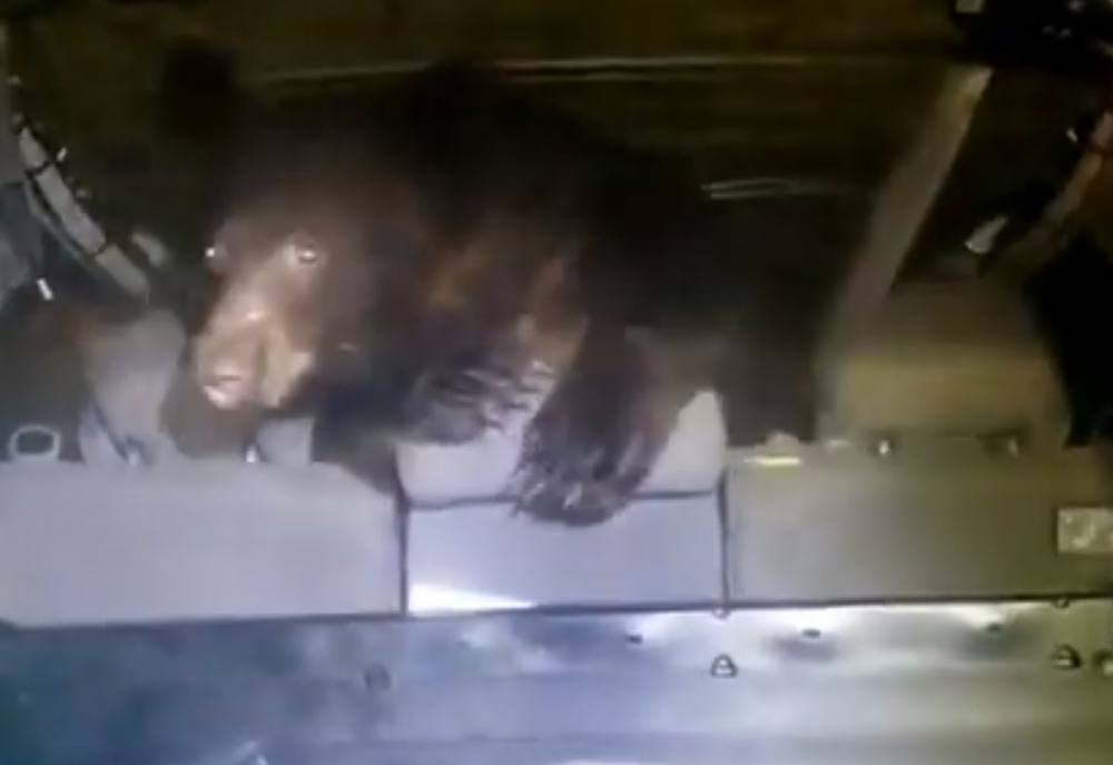 Невъзмутимата реакция на човек при среща с мечка възхити мрежата ВИДЕО