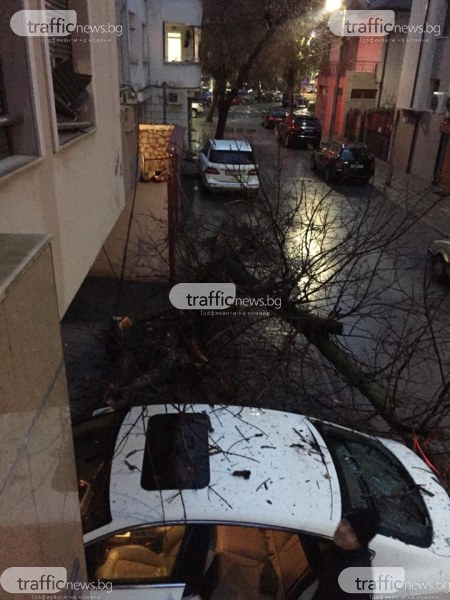 Дърво падна и потроши кола и прозорец в Пловдив СНИМКИ