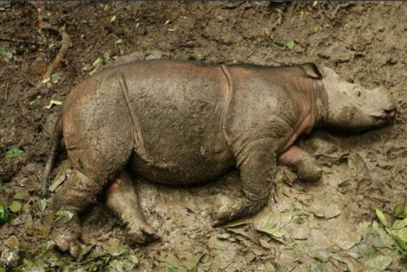 Умря и последният носорог в Малайзия