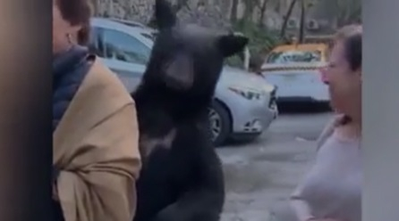 Учтива мечка потупа жена по рамото, за да утоли глада си ВИДЕО