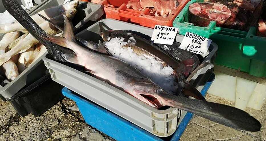 Няма да повярвате какво чудо се продава за Никулден на рибната борса във Варна СНИМКА