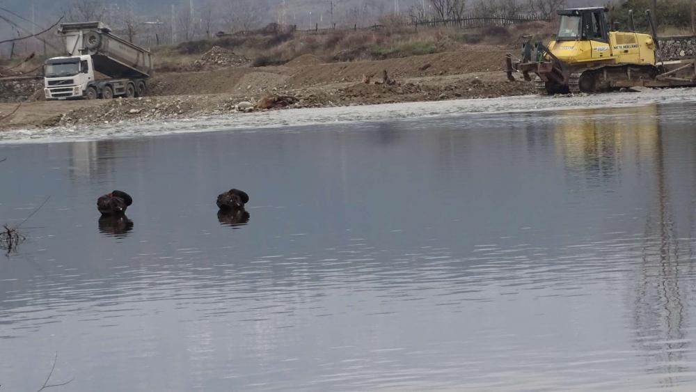 Кръвожаден убиец на лебеди избягна нощна хайка в Благоевград СНИМКИ