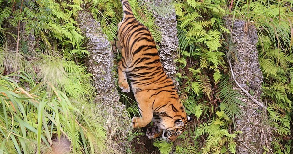 Тигър уби фермер в Индонезия