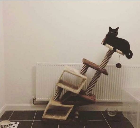 Смешни СНИМКИ на котки, които отказват да се подчиняват на законите на физиката
