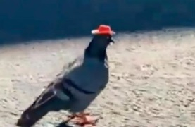 Гълъби-каубои вбесиха природозащитници в Лас Вегас ВИДЕО