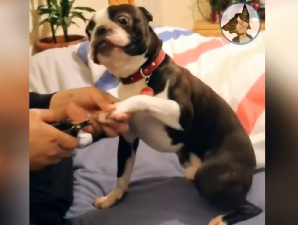 Дайте му "Оскар"! Реакцията на куче, докато му изрязват ноктите, развесели мрежата ВИДЕО