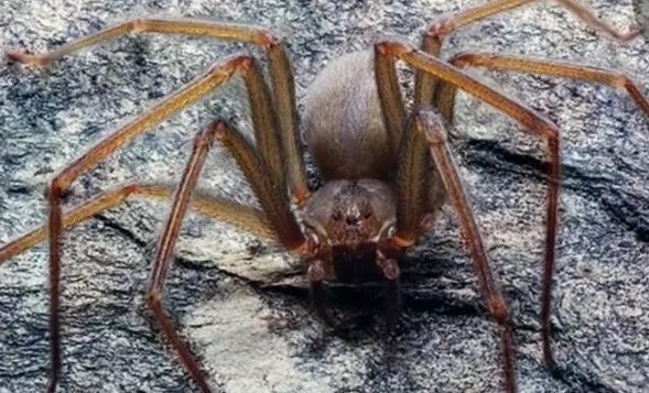 Напаст: Хората изгниват живи от ухапването на нов вид паяк, криещ се в мебелите