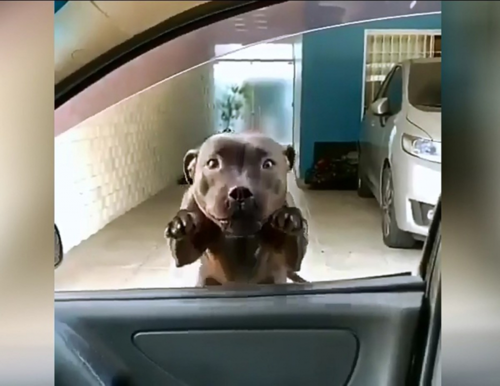Куче скочи в колата на собственика си и стана звезда в интернет ВИДЕО