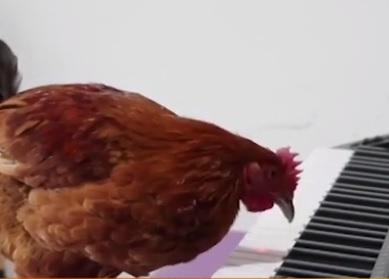 Чудо! Студент научи кокошка да свири на пиано ВИДЕО