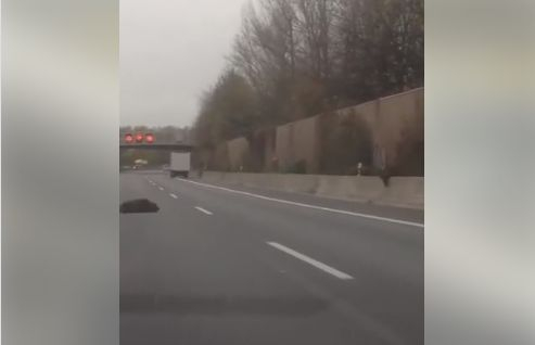 Уникално ВИДЕО от Германия показва как животни пресичат немските магистрали