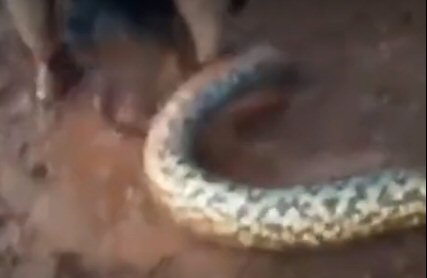 Страховито ВИДЕО: Мъж 20 минути се бори с 4-метрова змия, за да спаси кучето си 