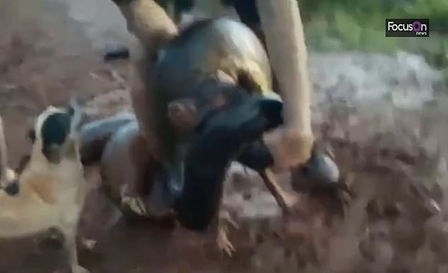 Страховито ВИДЕО: Мъж 20 минути се бори с 4-метрова змия, за да спаси кучето си 