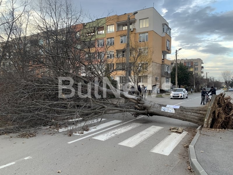 Бурята затвори улици във Враца, стълбове и дървета падат като круши СНИМКИ