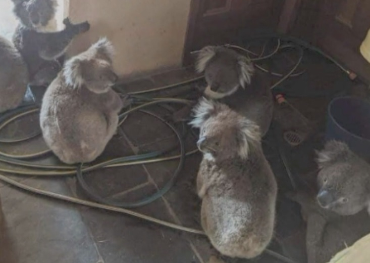 Пожарникарите в Австралия спасяват коали от огнената стихия