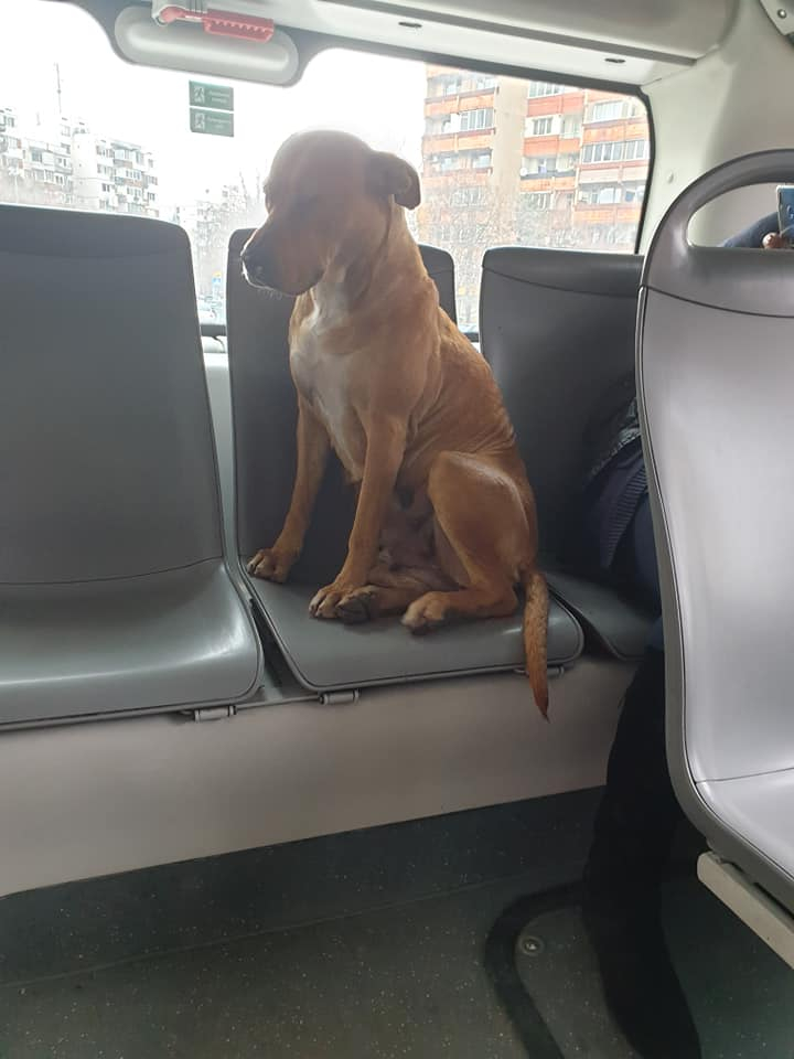 Най-трогателното бездомно куче в цяла София се вози в автобус 310 СНИМКИ 