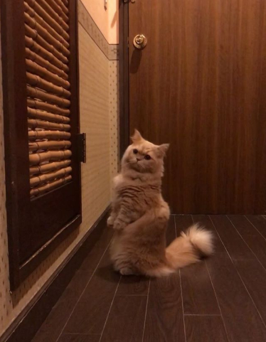 Необикновена японска котка покори интернет СНИМКИ 