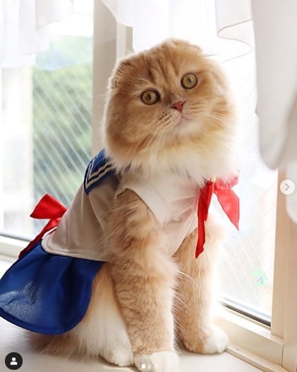 Необикновена японска котка покори интернет СНИМКИ 