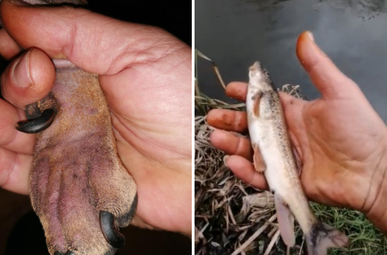 Страшни СНИМКИ: Това се случи с куче, нагазило в отровните води на Струма