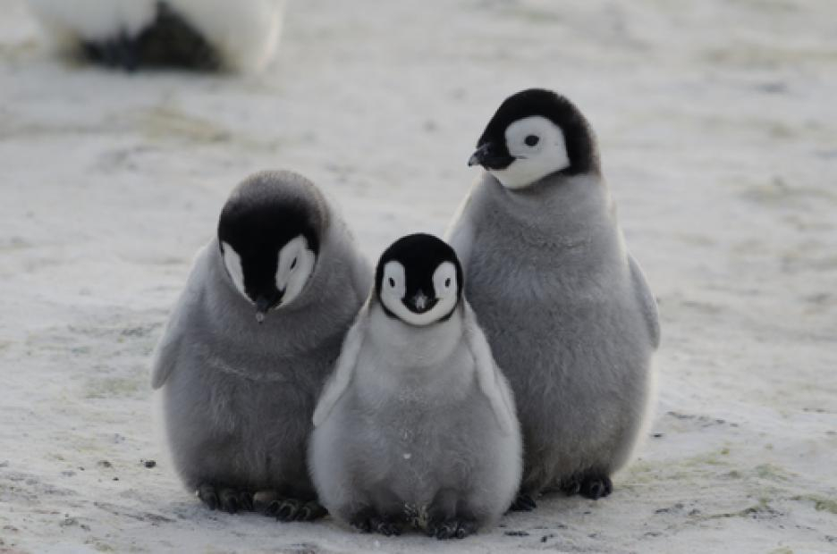 Бебета пингвини се родиха за първи път след изкуствена инкубация ВИДЕО