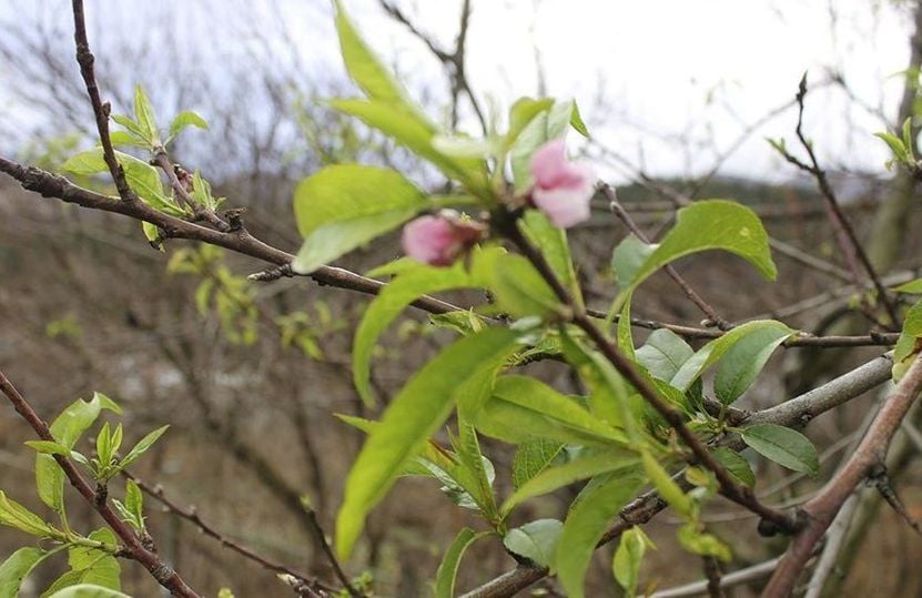 Поредно коледно чудо шашардиса хората в Искърското дефиле СНИМКИ 