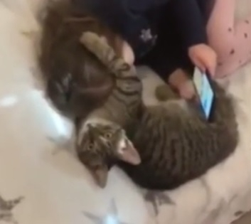 Котенце не дава на момиченце да си развали очите със смартфон ВИДЕО