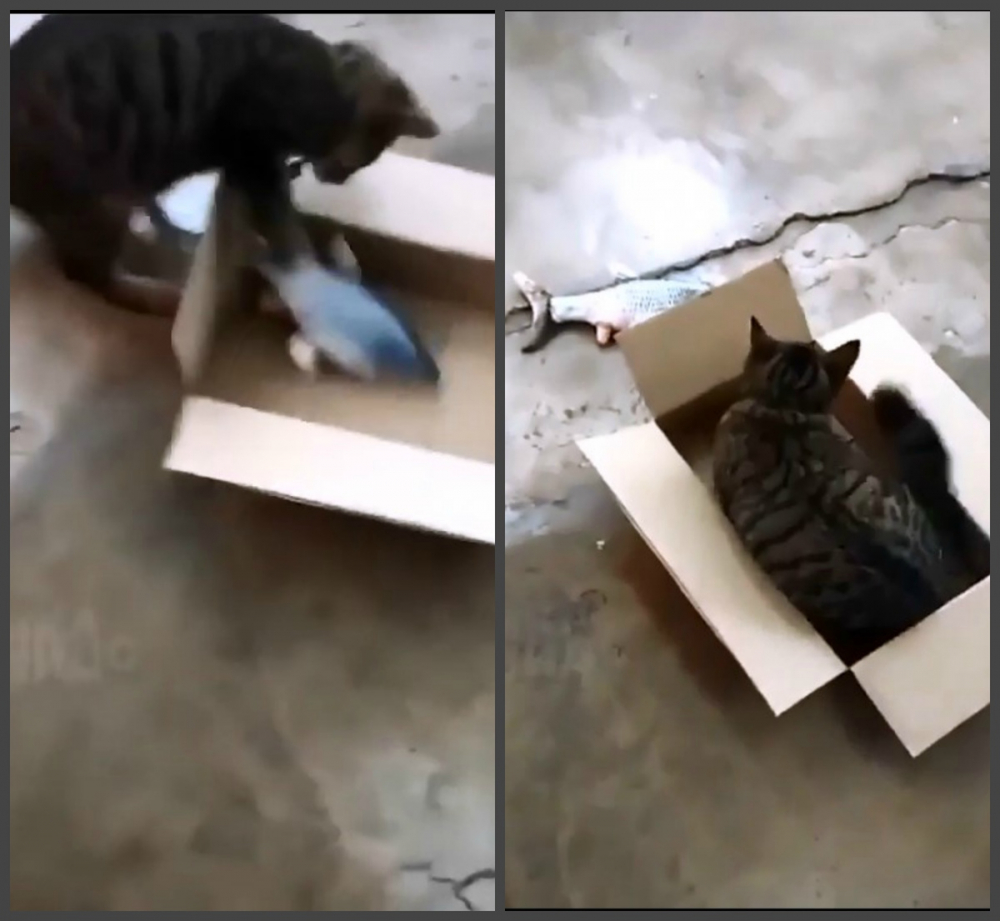 Не е истина какво направи котка с риба в кутия ВИДЕО