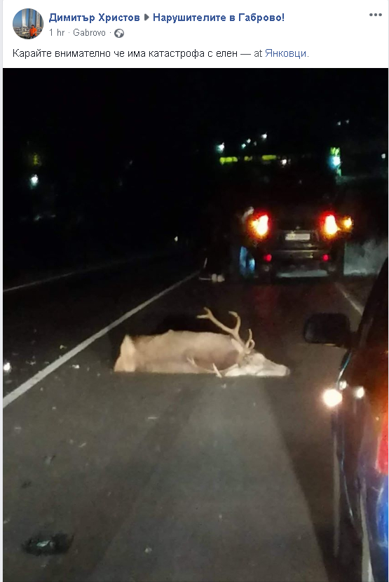 Тежка катастрофа с елен на пътя за Габрово СНИМКА 18+