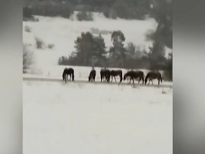 Гнусна твар изтече от чешма на жена в Сопот СНИМКИ