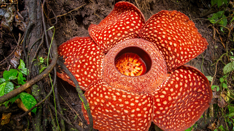 В Индонезия откриха най-голямото цвете в света СНИМКИ