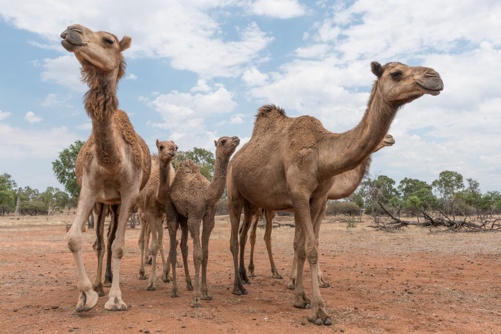 Снайперисти отстрелват 10 000 камили, причината е шокираща 