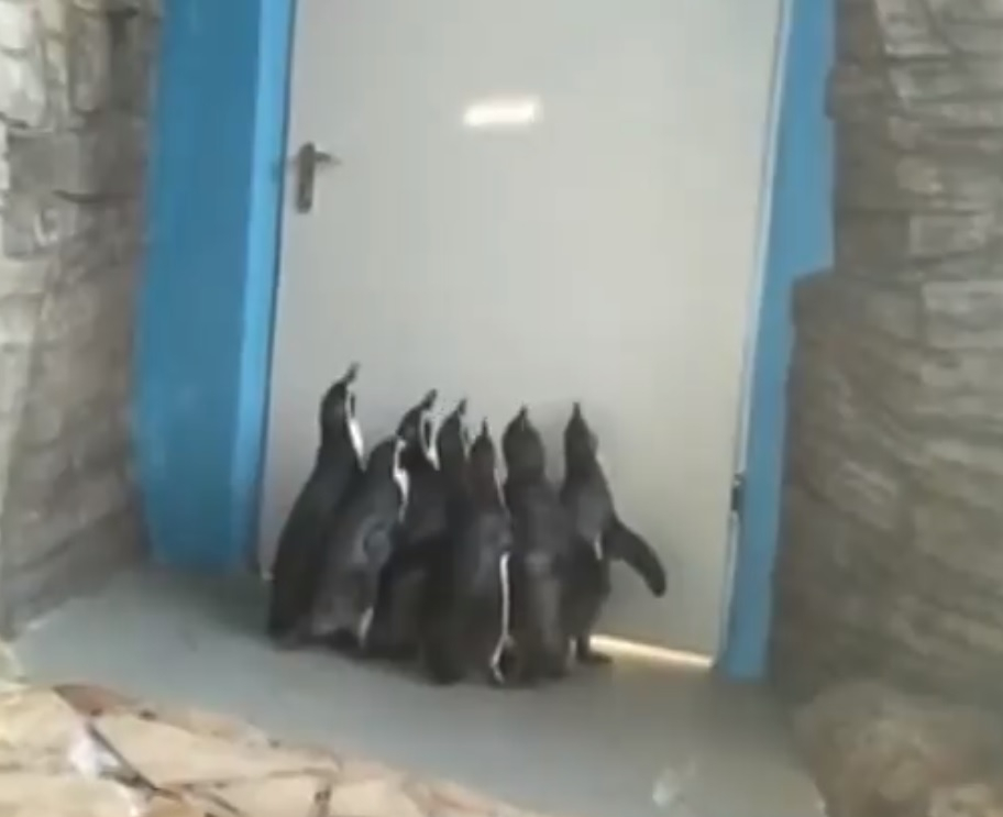 Смайващо ВИДЕО с танцуващи пингвини и говорещо куче 