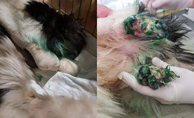 Ето какво се случва с жестоко осакатеното куче, открито край язовир „Студен кладенец“ 