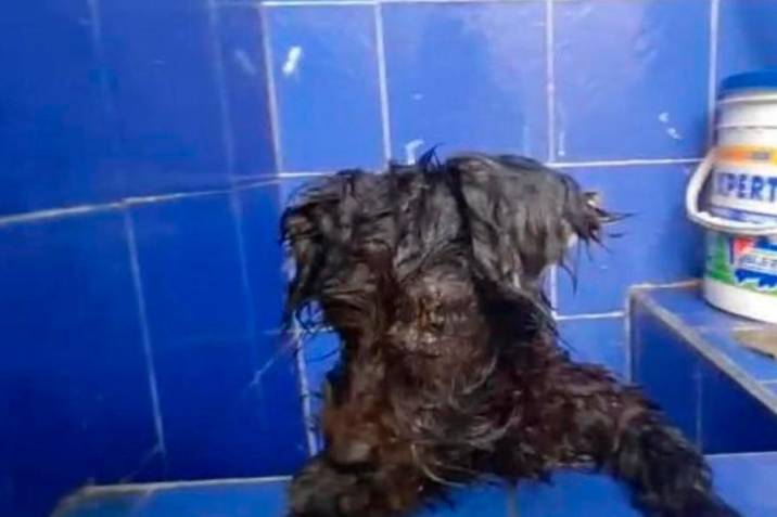 Собственици залепиха очите на куче, за да не ги гледа и го изхвърлиха СНИМКА