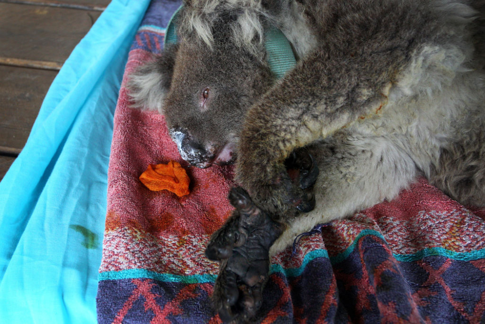 Австралийските пожари затриват коалите от лицето на земята 