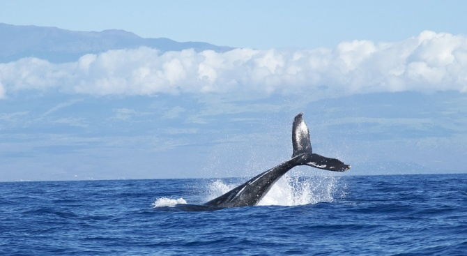Учени: Слънчевите бури объркват сивите китове