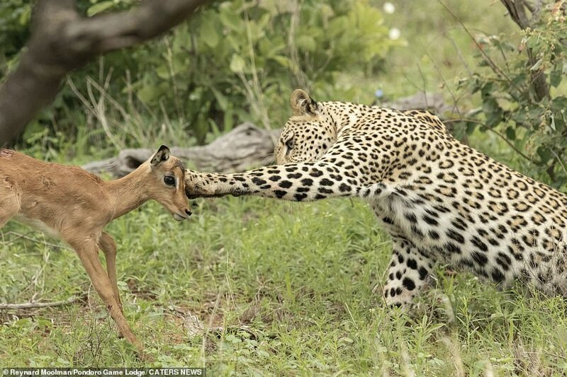 Леопард "пофлиртува" нежно с жертвата си, а после обядва с нея СНИМКИ