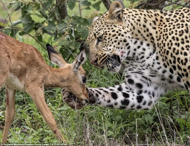 Леопард "пофлиртува" нежно с жертвата си, а после обядва с нея СНИМКИ